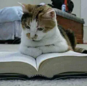 Photographie d'un chat qui semble un livre, allongé dessus