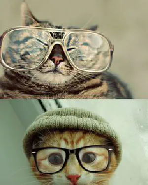 Deux photos superposées. Celle du haut est un chat tigré avec les yeux fermés et des grosses lunettes style rayban. La deuxième est un chaton roux tigré avec un bonnet vert et des grosses lunettes.