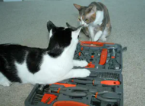 Un chat noir et blanc est allongé sur une mallette à outils, il est dévisagé par un autre chat marron et noir, assis à côté